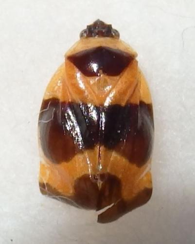 Tropidorhinella onorei